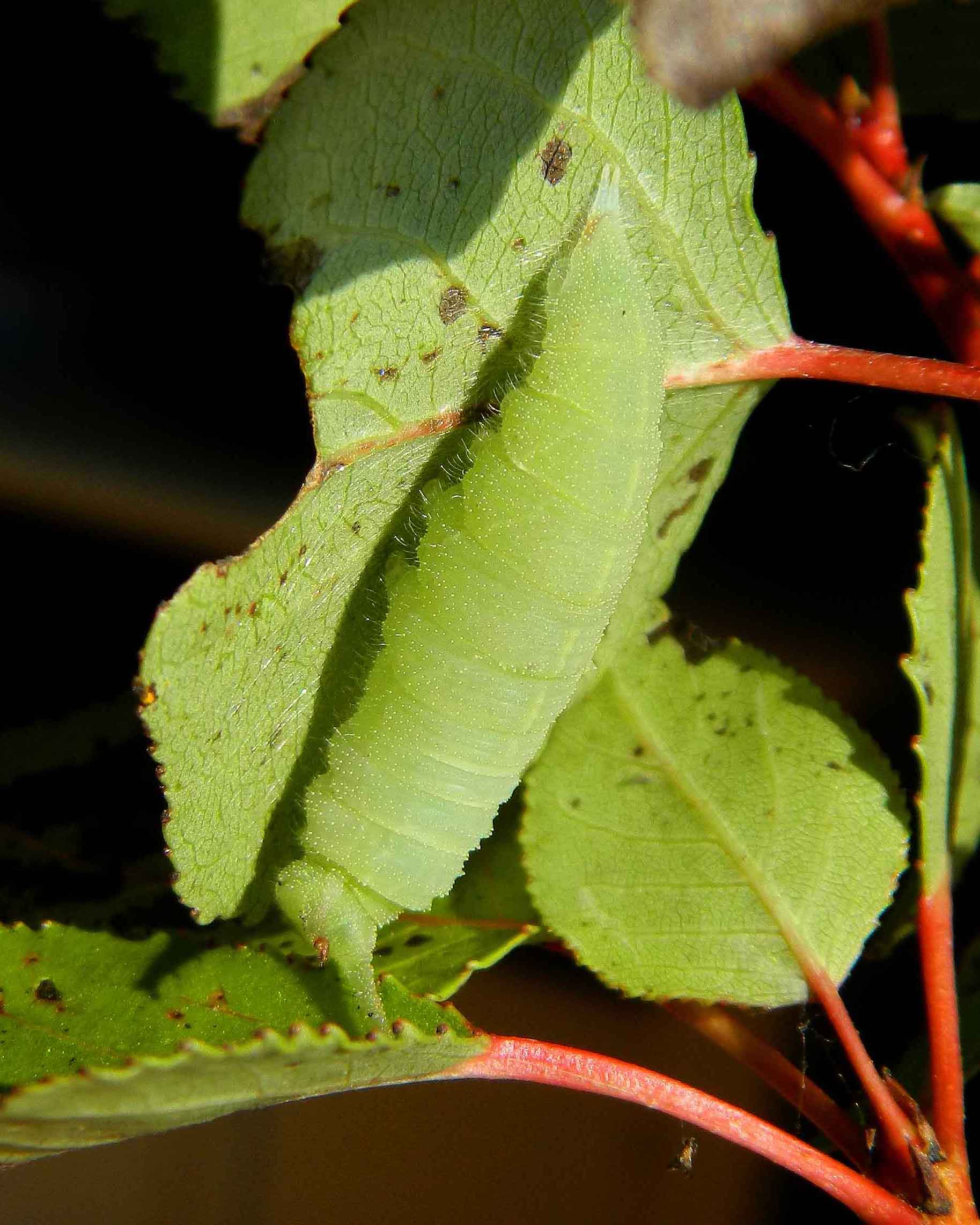 Apatura ilia d''autunno